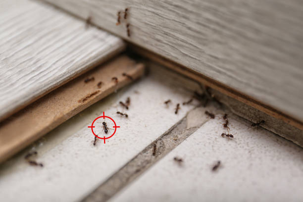 Best Pest Control Near Me in Eden, NC