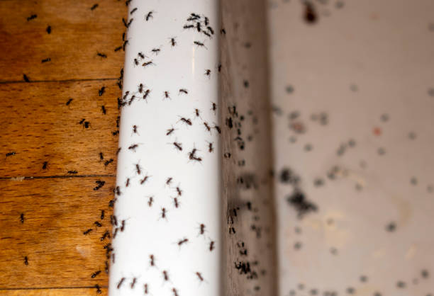 Best Cockroach Control Services  in Eden, NC