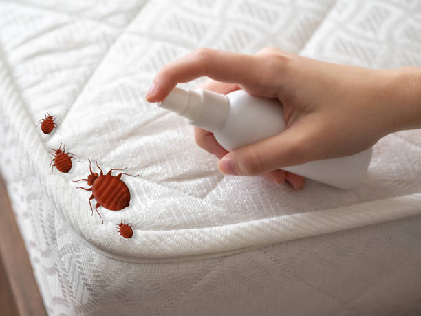Best Ant Control Services  in Eden, NC