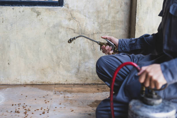Best Local Pest Control Services  in Eden, NC